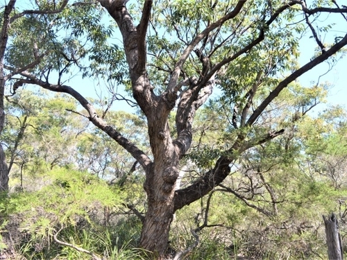 Eucalyptus botryoides 2