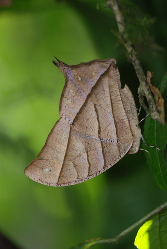 Caerois gerdrudtus