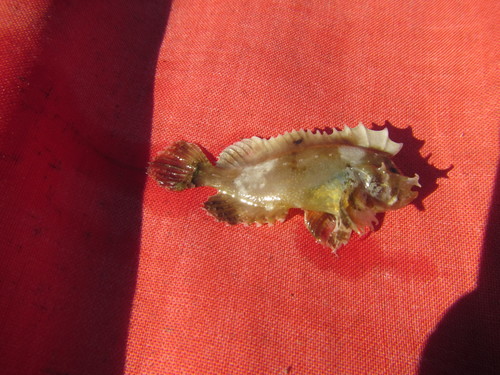 Bathyaploactis
