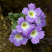 Primula bhutanica - Photo (c) Rand Rudland, כל הזכויות שמורות, הועלה על ידי Rand Rudland