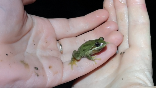 iNaturalist observation photo of Pacific chorus frog