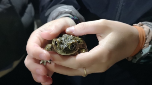 iNaturalist observation photo of Western Toad