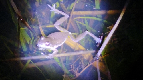 iNaturalist observation photo of Pacific chorus frog
