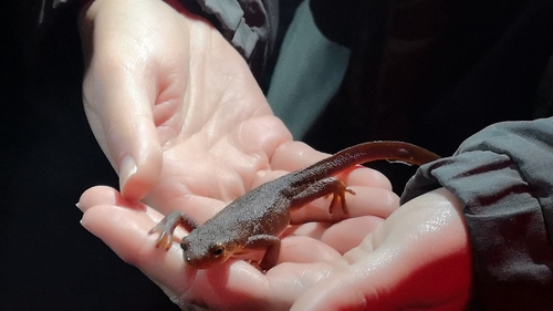 iNaturalist observation photo of California Newt