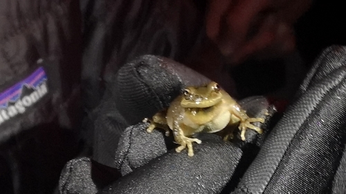 iNaturalist observation photo of Pacific chorus frog
