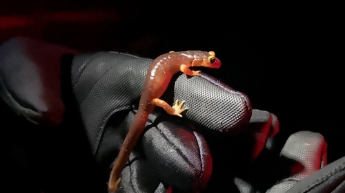iNaturalist observation photo of Ensatina