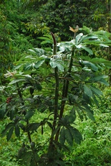 Cecropia hispidissima image
