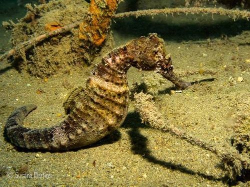 West African Seahorse - Photo (c) Susana Martins, all rights reserved, uploaded by Susana Martins