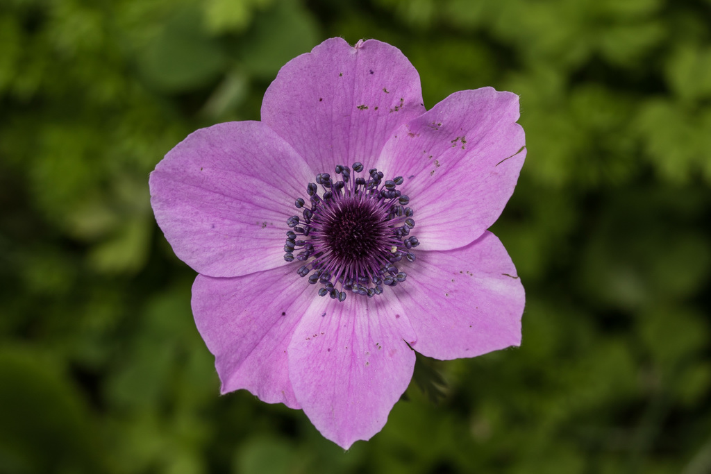 Anemone coronaria · Natusfera