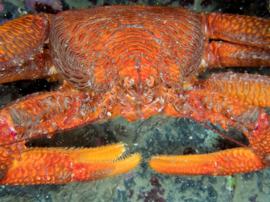 7” Crabs ! Ivanhoe/Marek サイコビリー 7” Crabs ! Ivanhoe/Marek サイコビリー 7 Crabs Ivanhoe/Marek