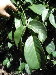 Image of Bischofia javanica