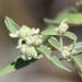 Lindheimer's Doveweed - Photo (c) Daniel Graham, all rights reserved, uploaded by Daniel Graham