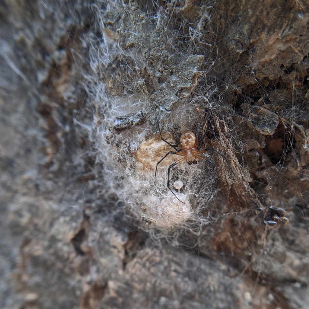 Ornamental Tree Trunk Spider from Bangalore, IN-KA, IN on February 06 ...