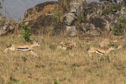 Mongalla Gazelle