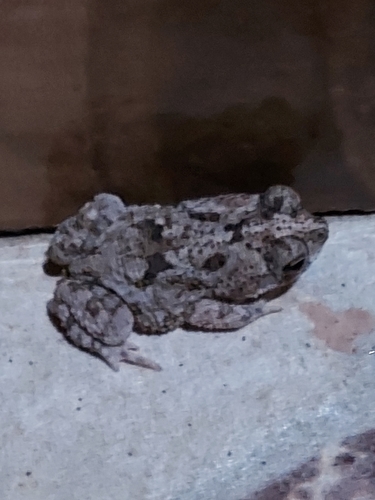 Rhinella mirandaribeiroi