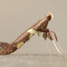 Caloptilia - Photo (c) Michael King, all rights reserved, uploaded by Michael King