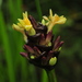 Goeppertia latifolia - Photo (c) Nat S. Rojas, todos los derechos reservados, uploaded by Nat S. Rojas