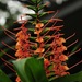 Hedychium coccineum - Photo (c) Nat S. Rojas, όλα τα δικαιώματα διατηρούνται, uploaded by Nat S. Rojas