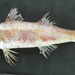 Japanese Goatfish - Photo (c) Shaker Shaheen, all rights reserved, uploaded by Shaker Shaheen