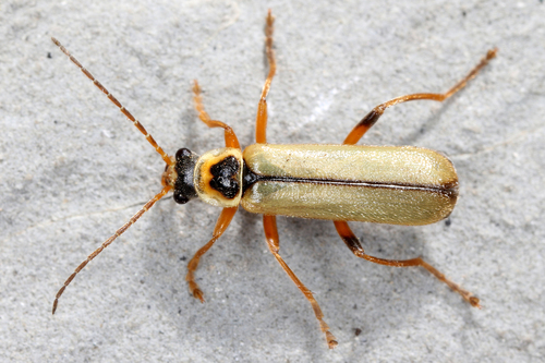 Metacantharis clypeata (Illiger, 1798)