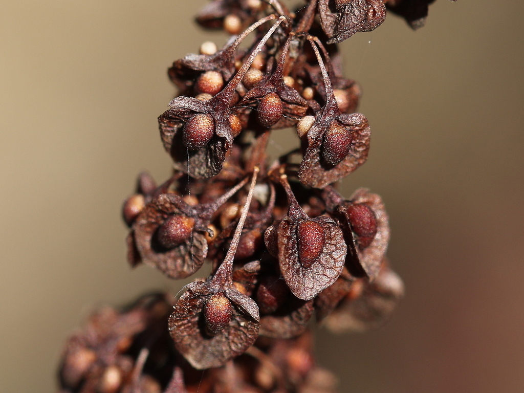 Illustration de Rumex crispus L.