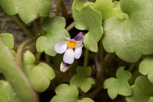 Cymbalaria longipes