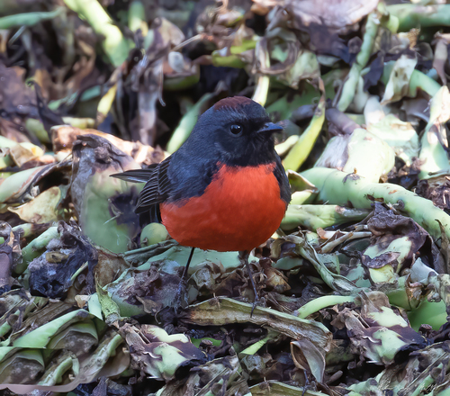 Slate-throated Redstart