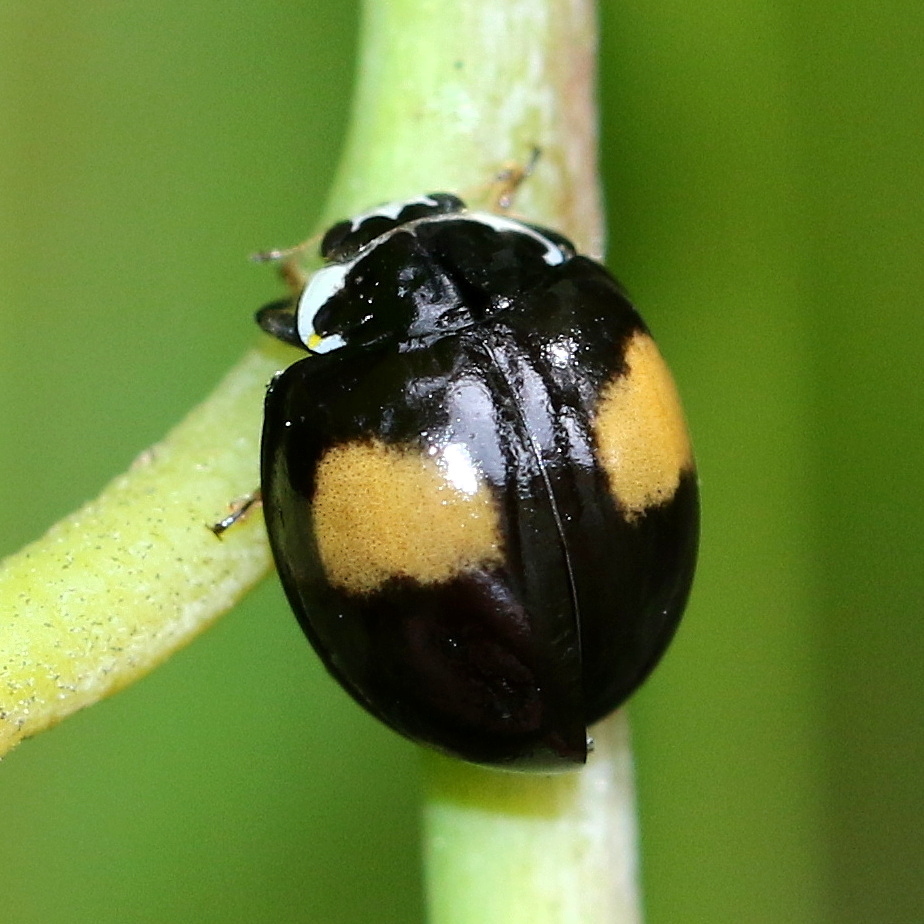 Ashy Gray Lady Beetle Olla v nigrum iNaturalist