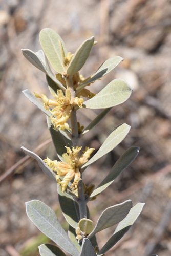 Pervillaea venenata