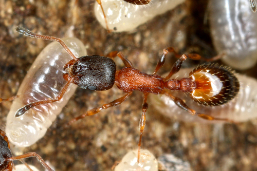 Temnothorax nigricepsTemnothorax nigriceps