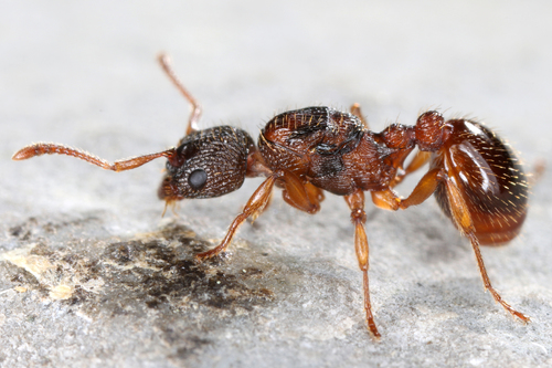 Myrmica lonae · iNaturalist