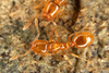 Common European Thief Ant - Photo (c) gernotkunz, all rights reserved, uploaded by gernotkunz