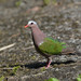 Asian Emerald Dove - Photo (c) WK Cheng, all rights reserved, uploaded by WK Cheng