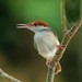 Rufous-tailed Tailorbird - Photo (c) Chien Lee, all rights reserved, uploaded by Chien Lee