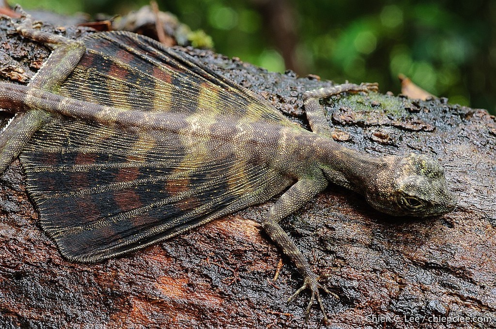 Five-lined Flying Dragon (Draco quinquefasciatus) · iNaturalist