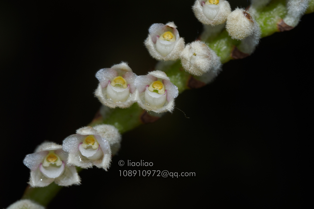 Cryptochilus strictus (Cryptochilus strictus)