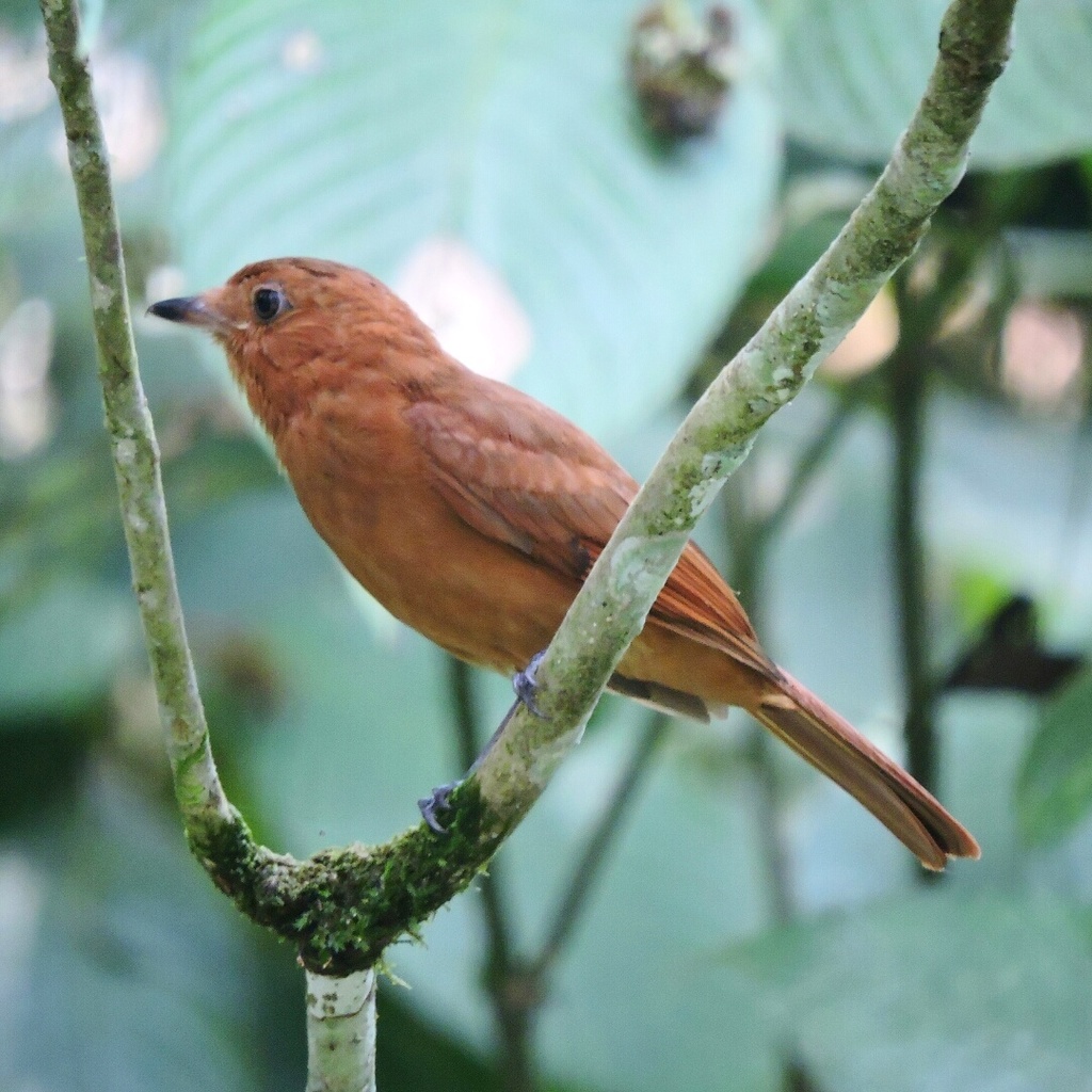 Rufous Piha (Lipaugus unirufus) photo