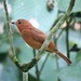 Rufous Piha - Photo (c) Gersey Vargas, all rights reserved, uploaded by Gersey Vargas