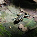 Amarakaeri Poison Frog - Photo (c) Dr Susannah L Cass, all rights reserved, uploaded by Dr Susannah L Cass
