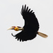 Wreathed Hornbill - Photo (c) Justin Jones, all rights reserved, uploaded by Justin Jones
