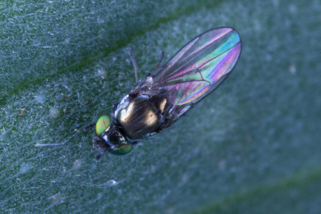 Elli Insect Eleleides chloris from Hellyer, Tasmania, Australia on January 12, 2021 ...