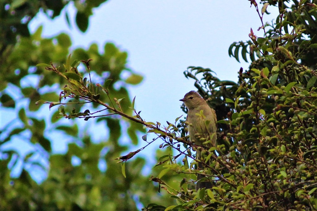 Olivaceous Elaenia photo