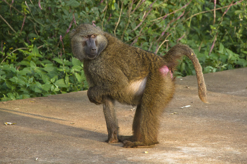 Olive Baboon