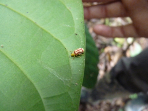 Yingaresca batesi · iNaturalist