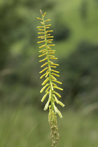 Graceful Poker (Kniphofia gracilis)
