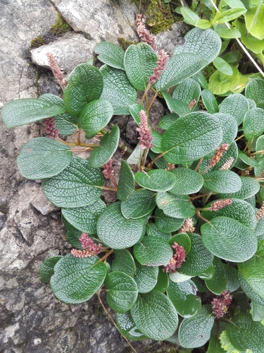 vŕba sieťkovaná (Salix reticulata)