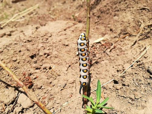 Mediterranean Hawkmoth