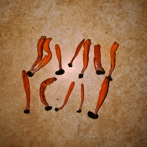 Spicular Clublichen