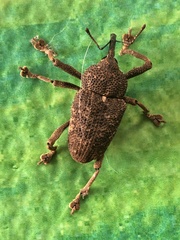 Homalinotus dorsalis image