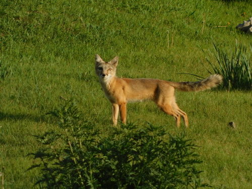 Corsac Fox